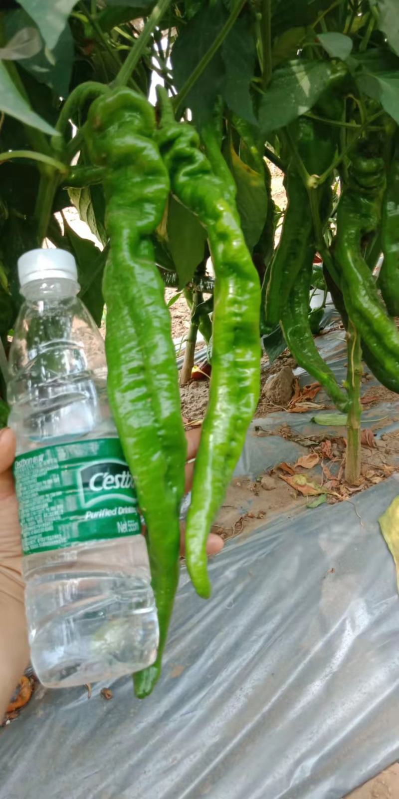 长年销售各种辣椒苗子，螺丝椒，线椒，青黄皮，都有苗子