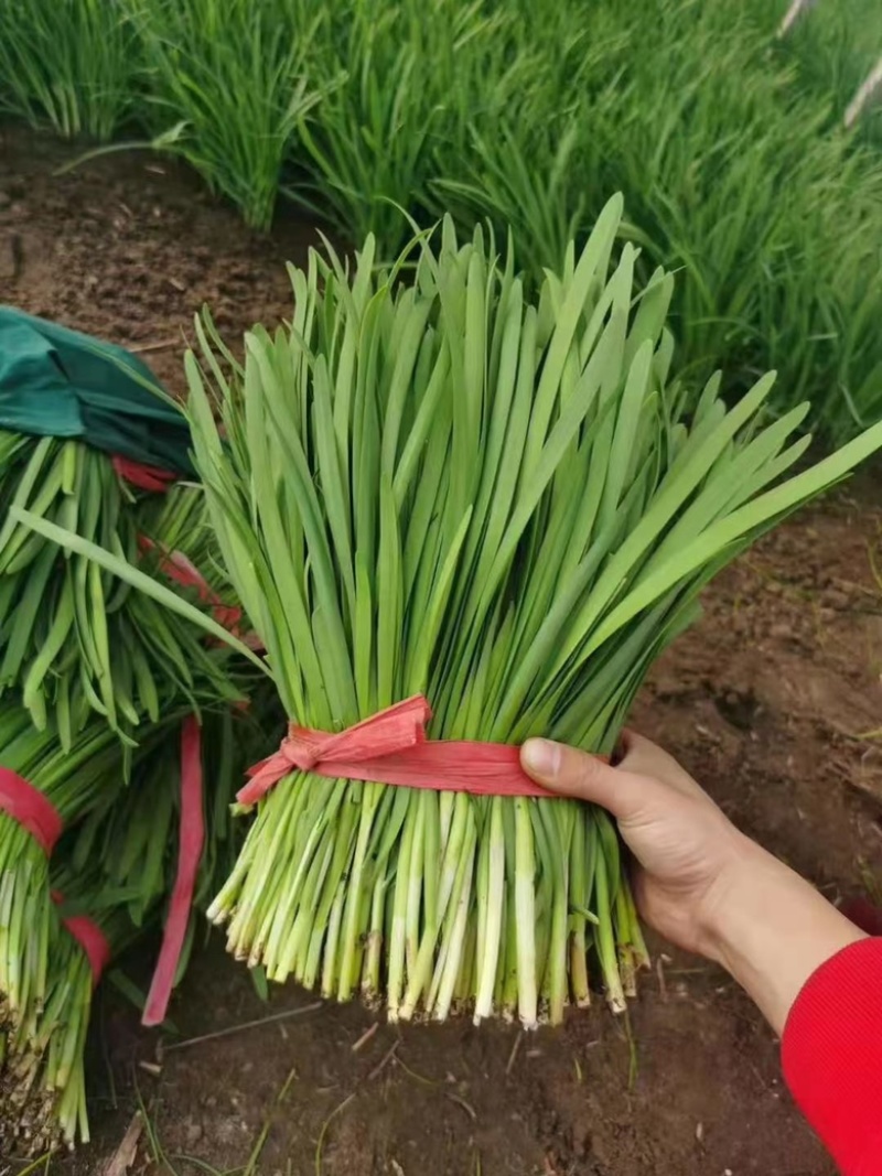 产地大量供应季节菜（黄心菜，韭菜，铁杆大葱）