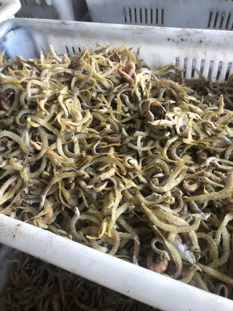 海松茸，酒店餐饮食材专用，质优价廉，260克一袋