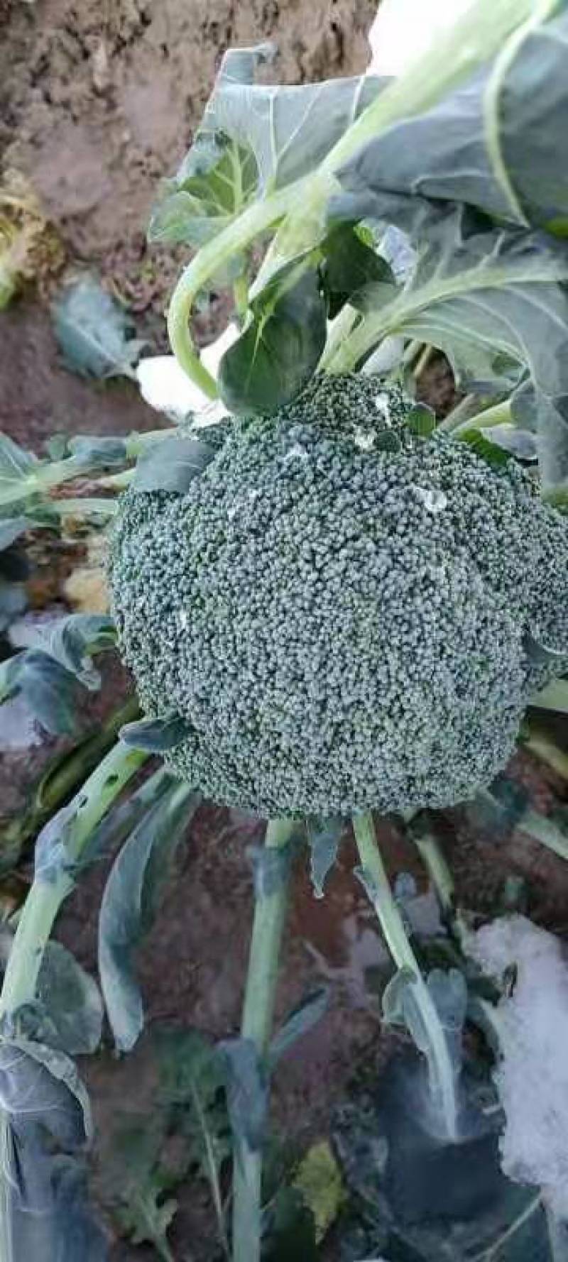 西兰花大量供货中，货源稳定代发全国，欢迎实地考察订购