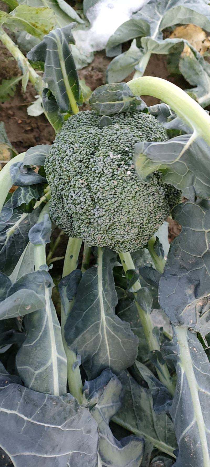 西兰花大量供货中，货源稳定代发全国，欢迎实地考察订购