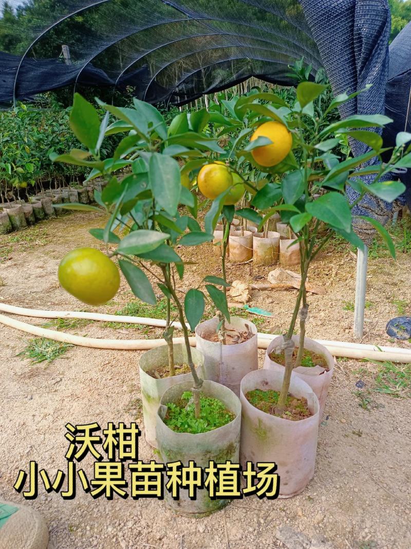 沃柑苗当年种植当年结果高产品种易结果