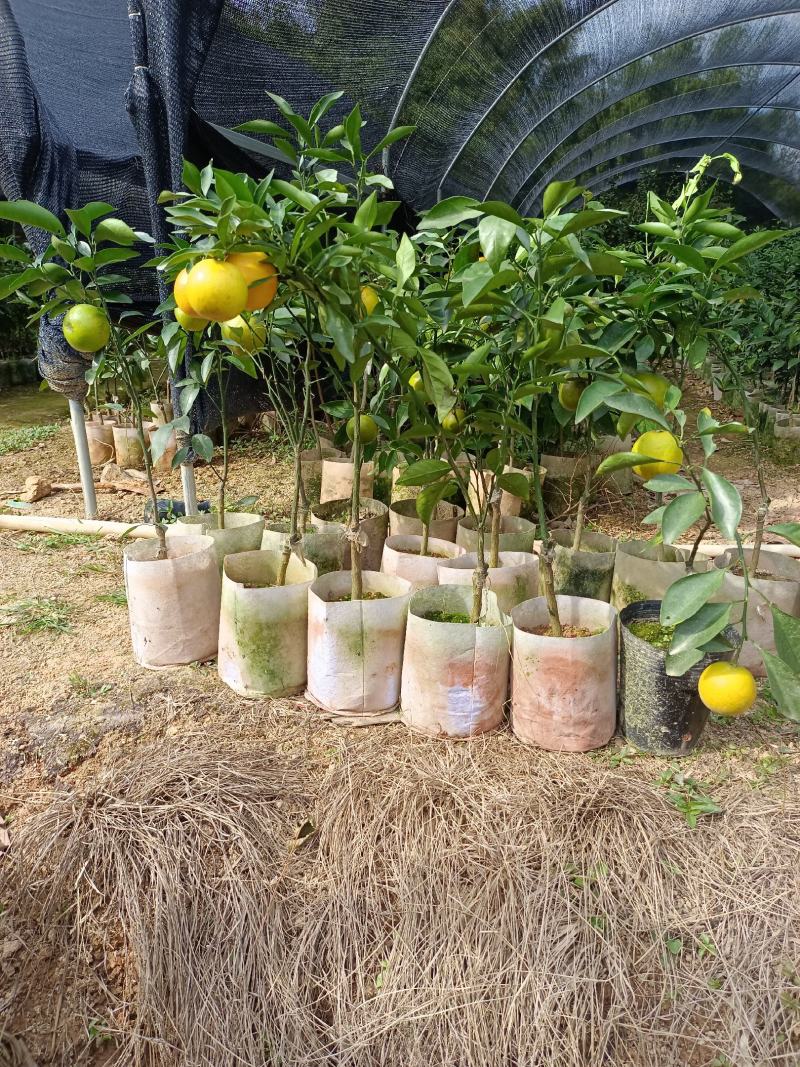 沃柑苗当年种植当年结果高产品种易结果