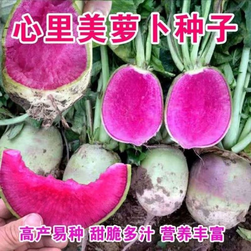 萝卜种子心里美满堂红水果红心四季春秋季红肉萝卜籽种籽