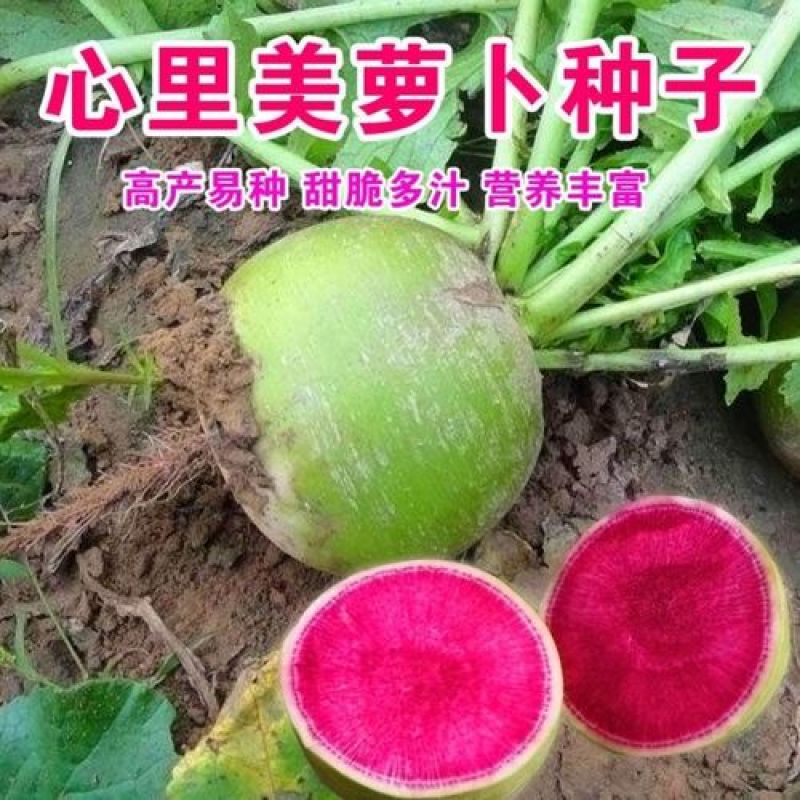 萝卜种子心里美满堂红水果红心四季春秋季红肉萝卜籽种籽