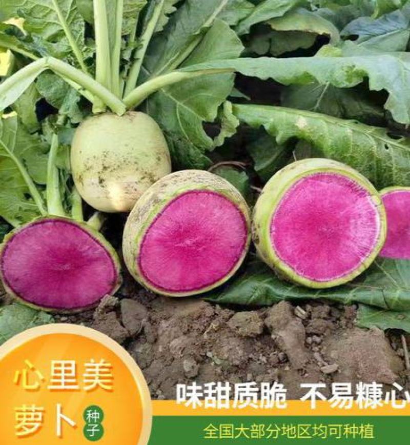 萝卜种子心里美满堂红水果红心四季春秋季红肉萝卜籽种籽