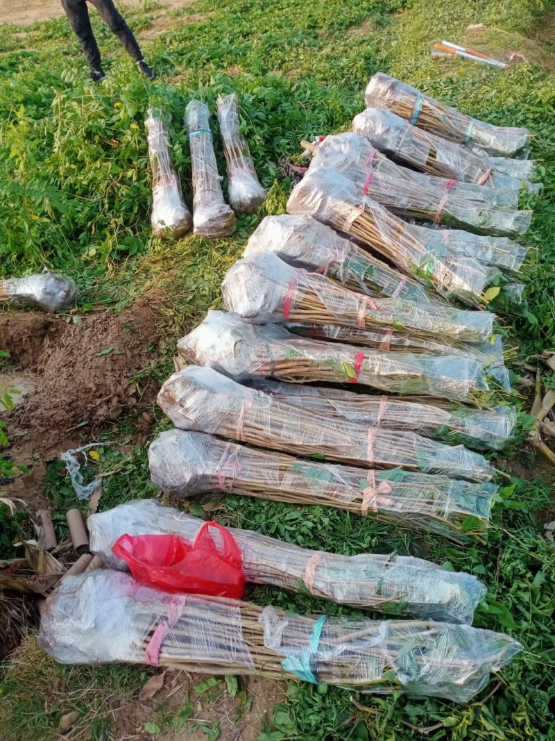 日本长穗紫藤紫罗兰花苗爬藤植物紫藤花树苗盆栽地栽四季藤蔓