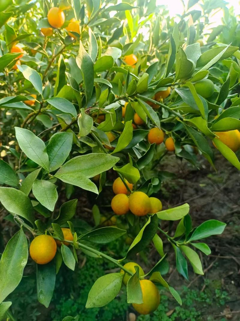 脆皮金橘苗，包正宗假一赔十，带果苗，免费提供种植技术