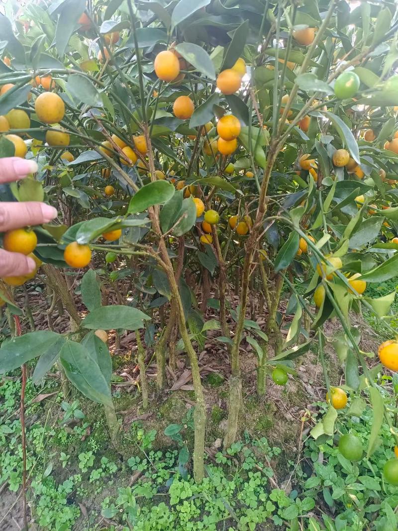 脆皮金橘苗，包正宗假一赔十，带果苗，免费提供种植技术