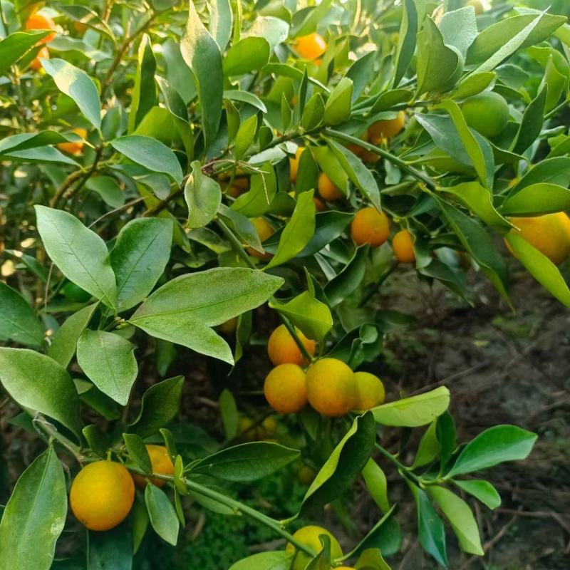 脆皮金橘苗，包正宗假一赔十，带果苗，免费提供种植技术