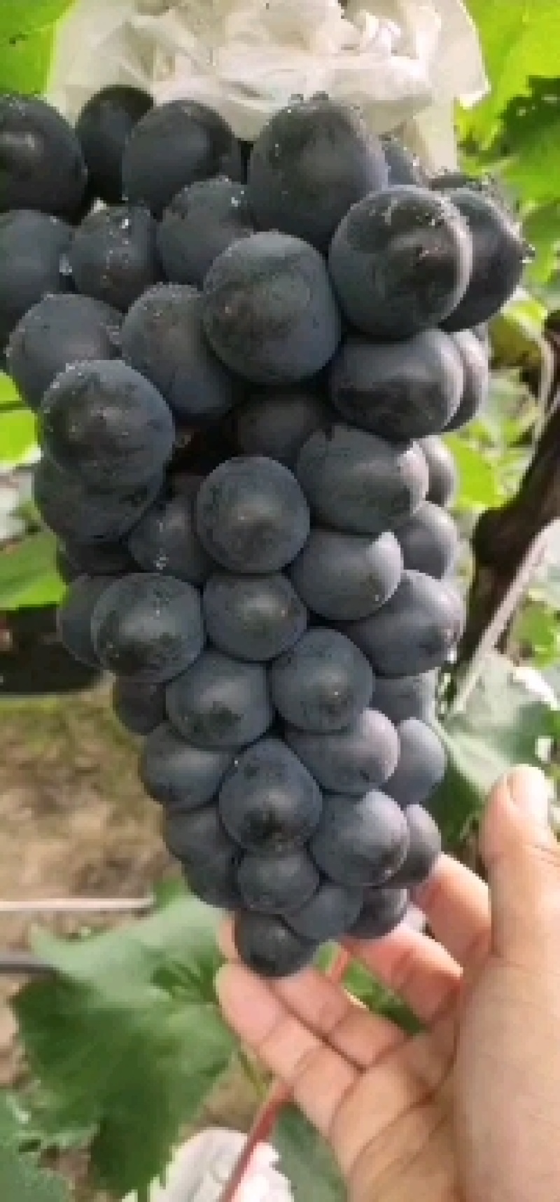 北镇冷库储存巨峰葡萄大量上市，价格美丽，
