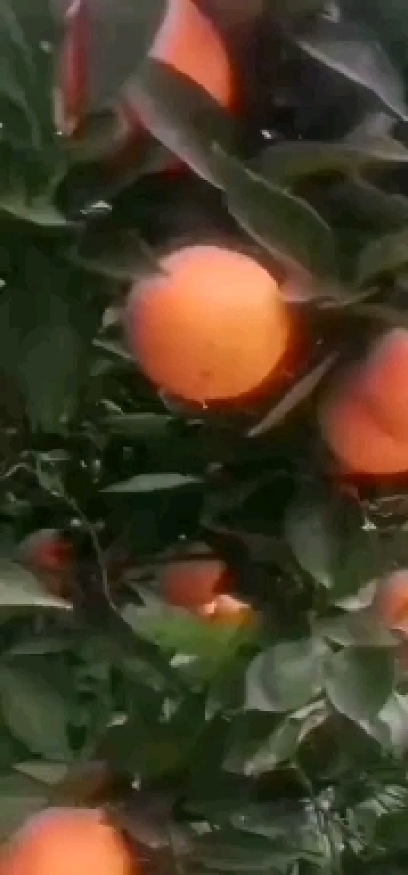 橙子，脐橙颜色红，口感甜.果面光滑水分充足。