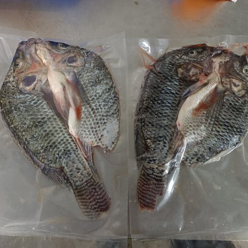 罗非鱼