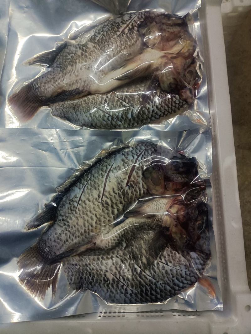 罗非鱼