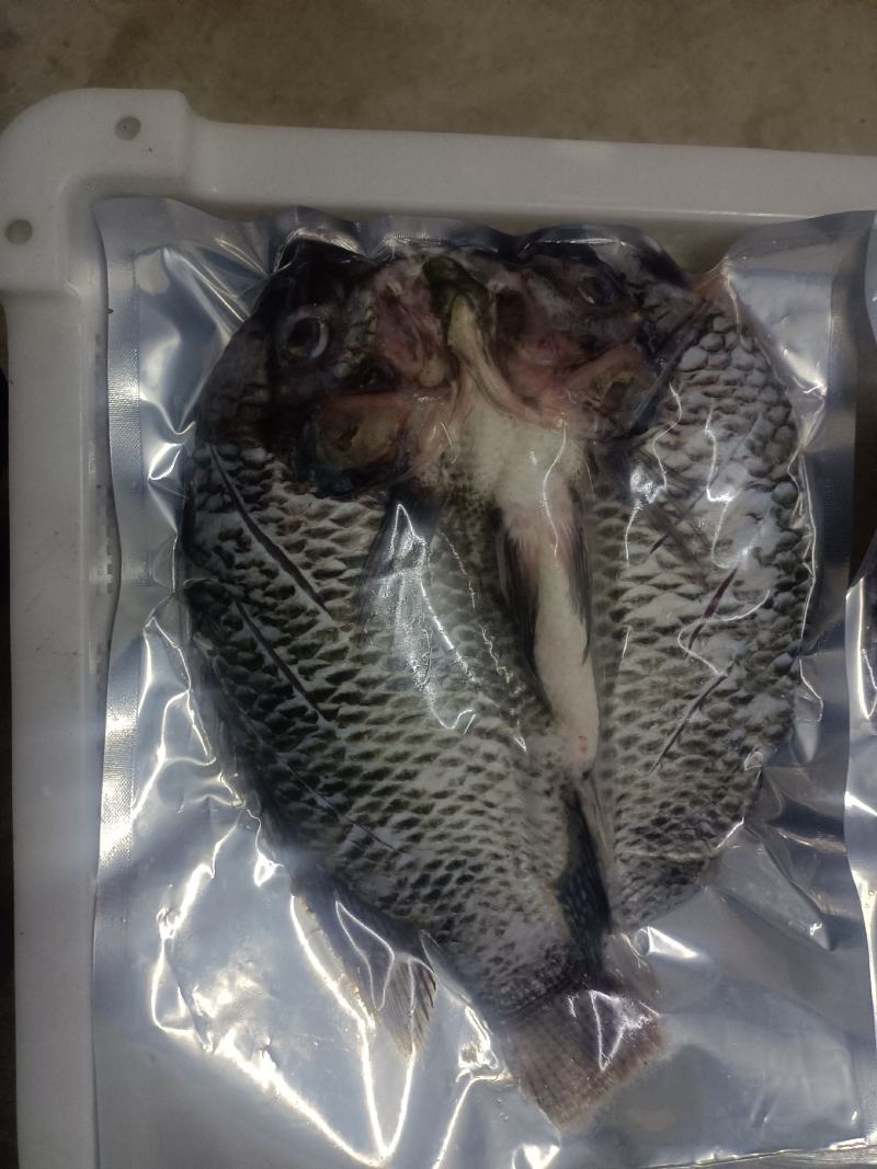罗非鱼