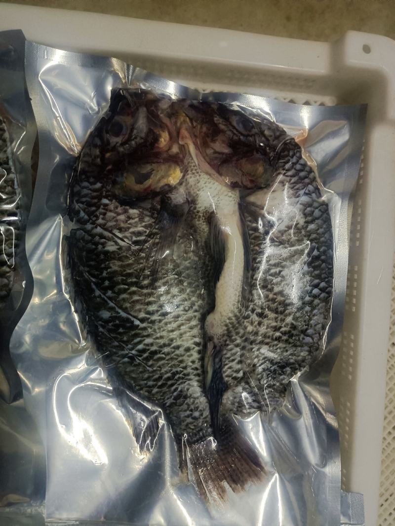 罗非鱼