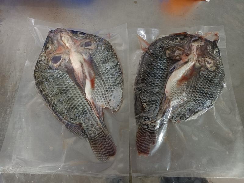 罗非鱼