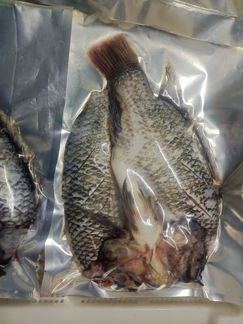 罗非鱼
