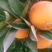 九月红果冻橙长虹纽荷尔产地直发，果大皮薄颜色红口感甜！