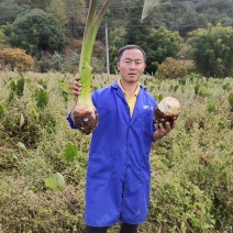 槟榔芋在大理的表现是这样的，年后可以大量供货，有需要的联