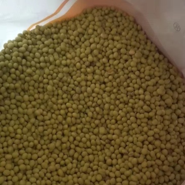 我有大量的大青豆种子