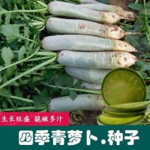 青水果萝卜种子口感脆甜春季水萝卜籽沙窝萝卜农家蔬菜种