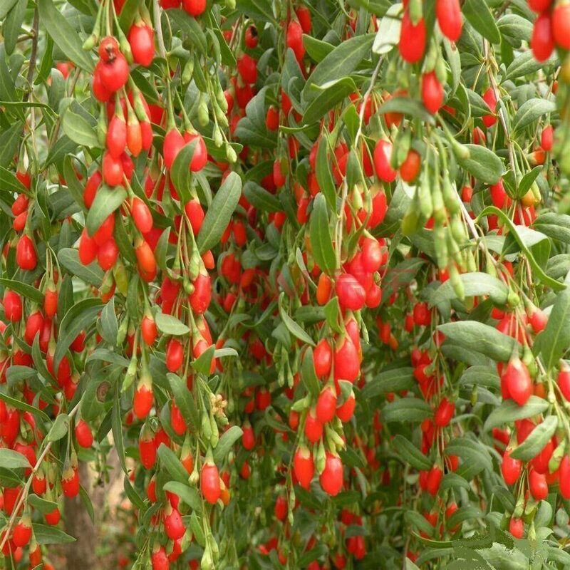 红枸杞树苗北方南方种植阳台食用盆栽盆景地栽庭