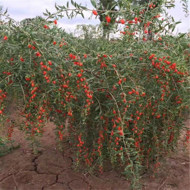 红枸杞树苗北方南方种植阳台食用盆栽盆景地栽庭