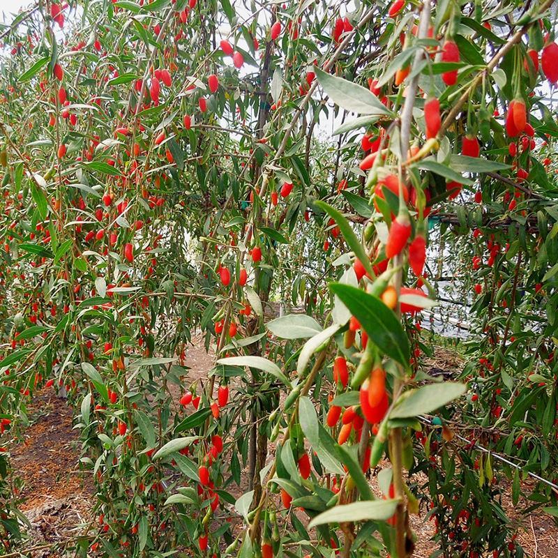 红枸杞树苗北方南方种植阳台食用盆栽盆景地栽庭