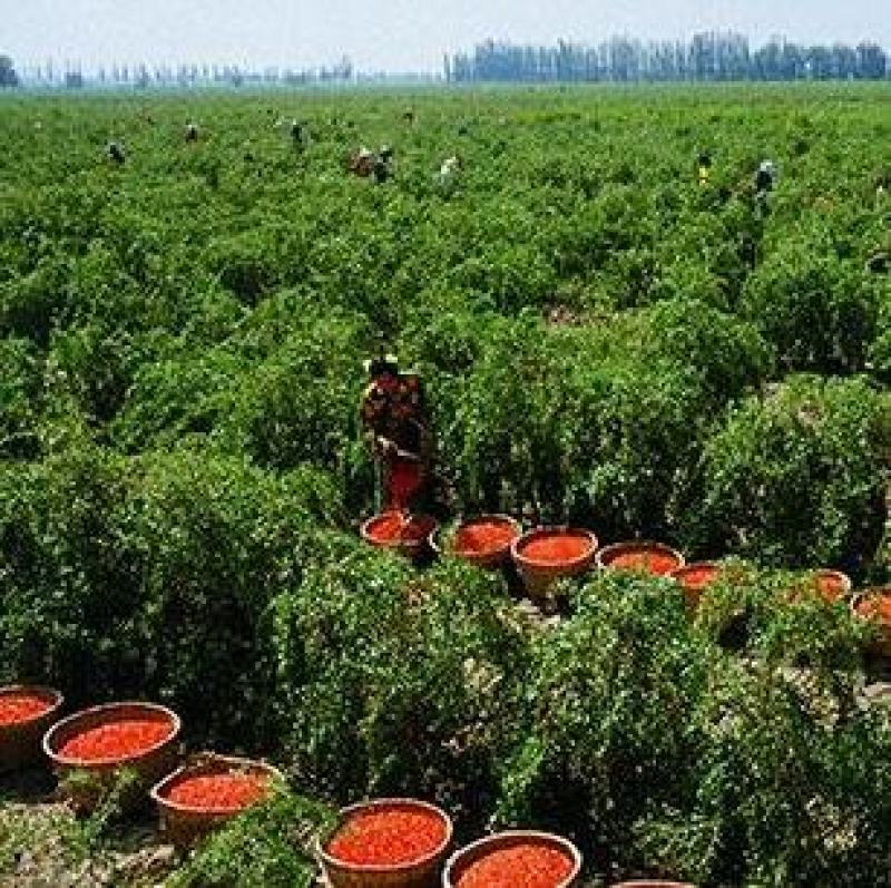 红枸杞树苗北方南方种植阳台食用盆栽盆景地栽庭