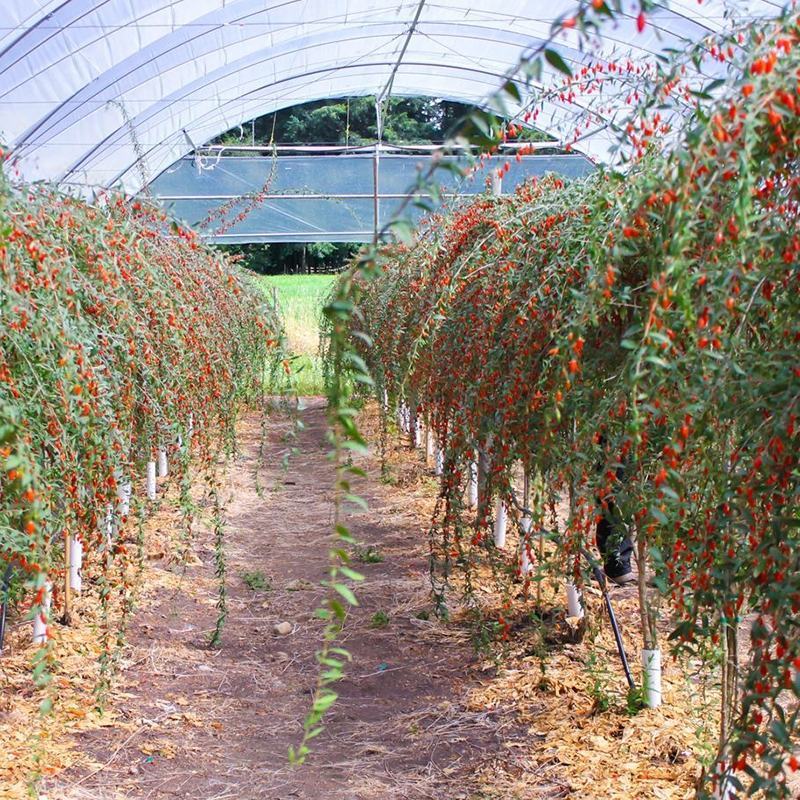 红枸杞树苗北方南方种植阳台食用盆栽盆景地栽庭