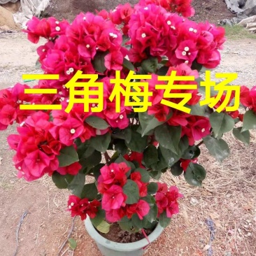 高度60公分潮州红三角梅中国红三角梅大红色三角梅
