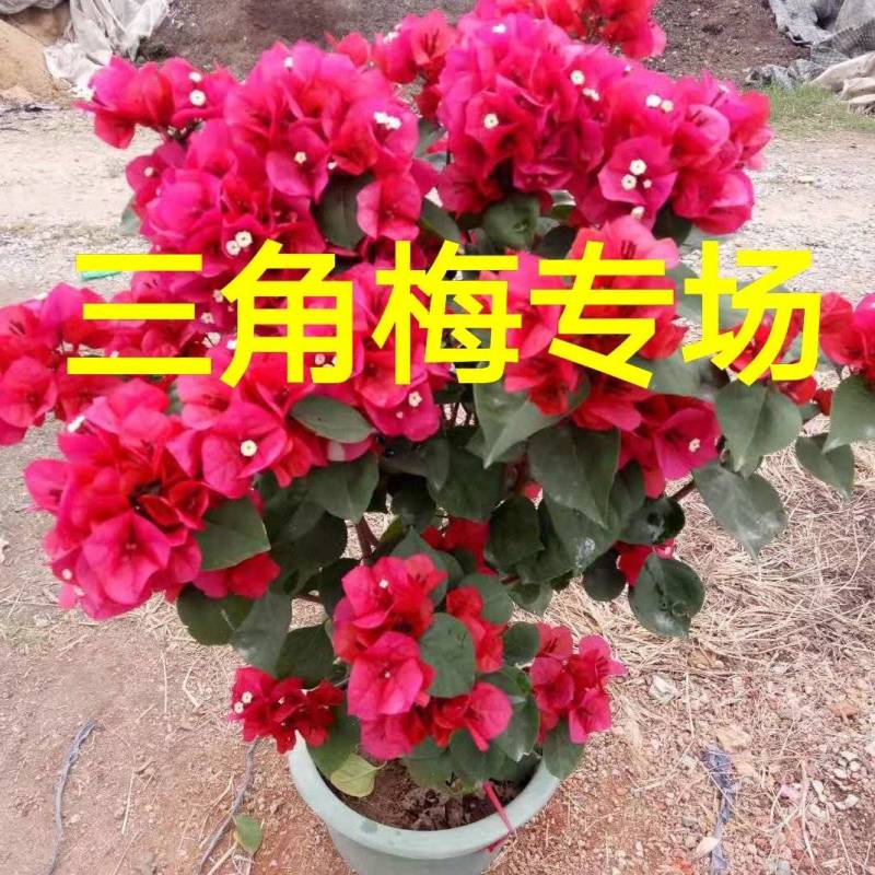 高度60公分潮州红三角梅中国红三角梅大红色三角梅