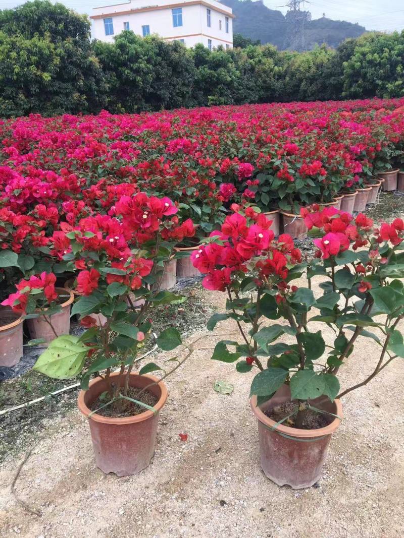 高度60公分潮州红三角梅中国红三角梅大红色三角梅
