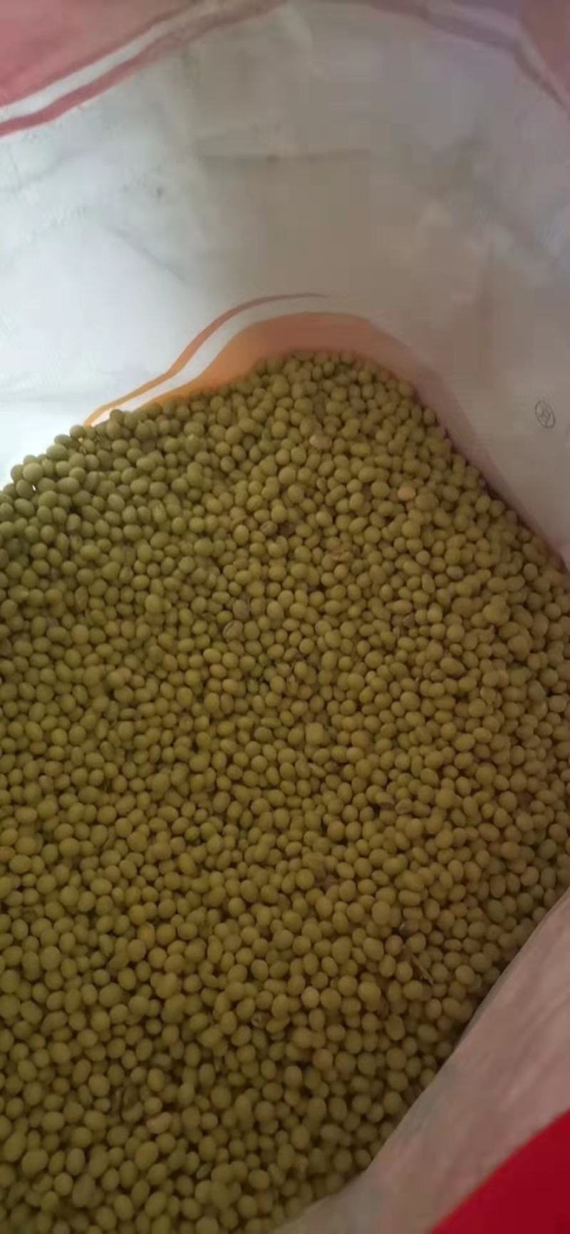 大青豆种子