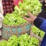精品儿菜大量上市中（新鲜图片视频）无烂心冲台红顶质量干净