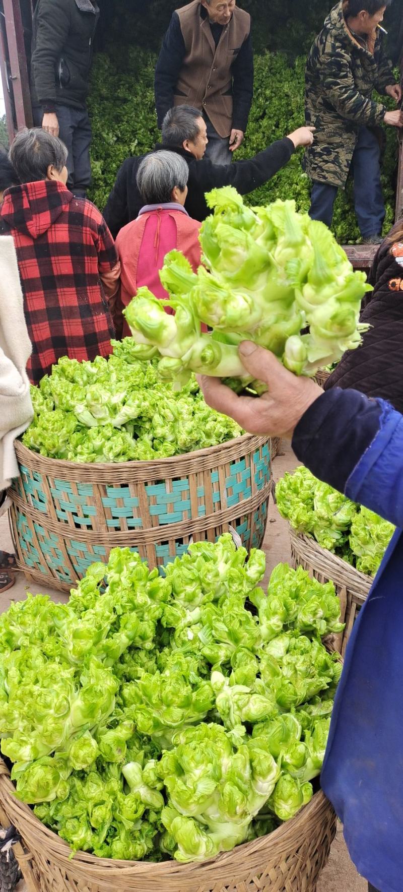 精品儿菜大量上市中（新鲜图片视频）无烂心冲台红顶质量干净