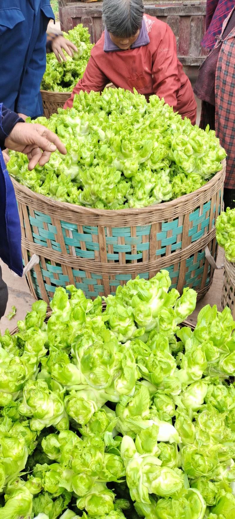 精品儿菜大量上市中（新鲜图片视频）无烂心冲台红顶质量干净