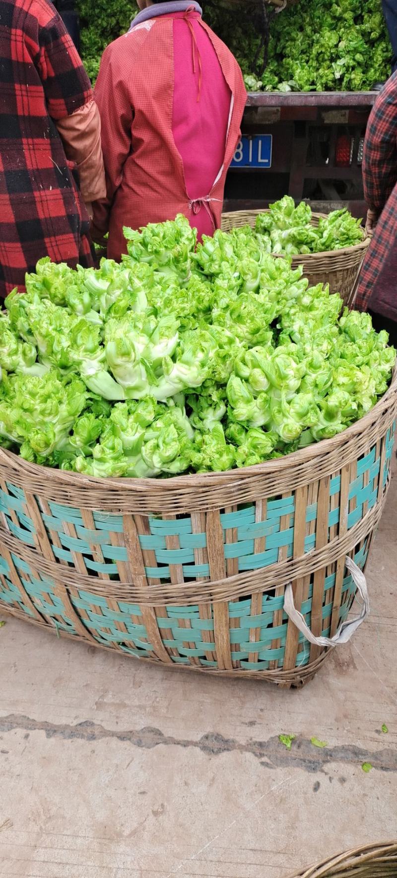 精品儿菜大量上市中（新鲜图片视频）无烂心冲台红顶质量干净