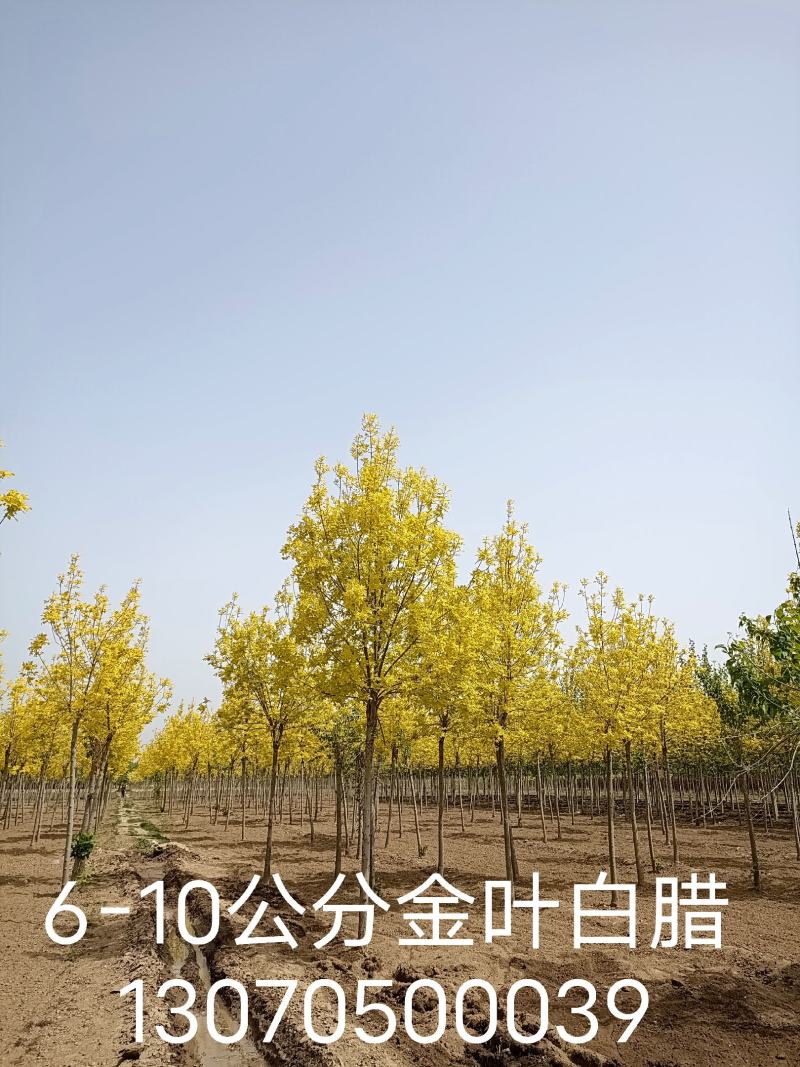 大量低价出售，6-15公分金叶白腊1-3冠矮杆金叶白腊，