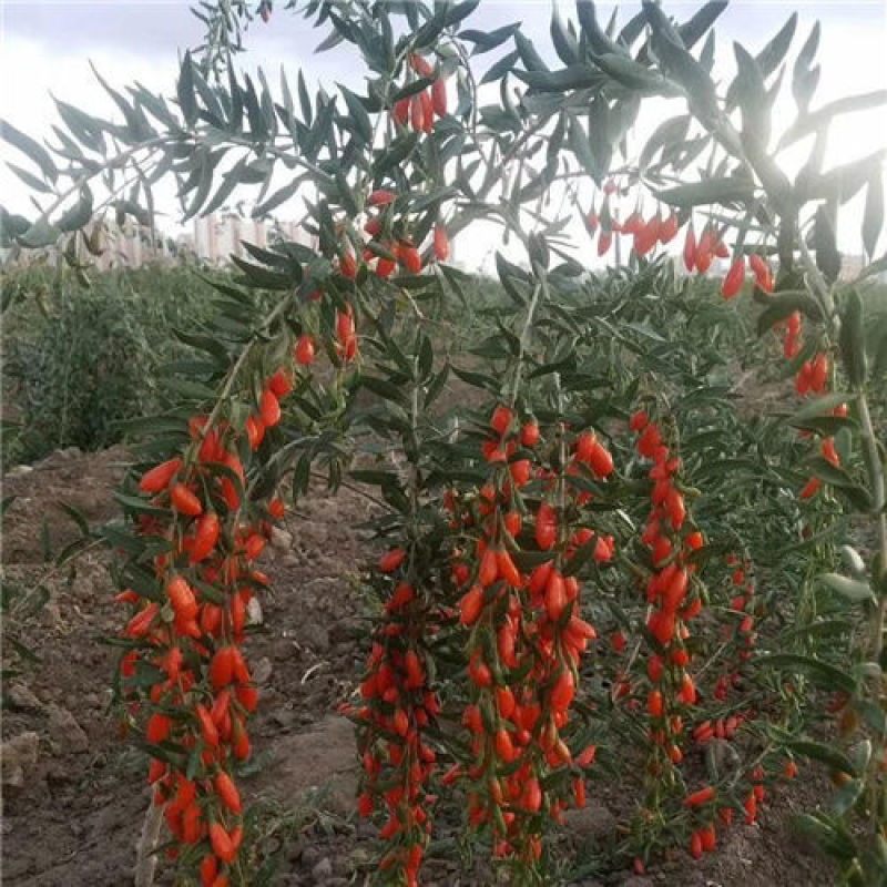 红枸杞树苗北方南方种植阳台食用盆栽盆景地栽庭