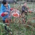 红枸杞树苗北方南方种植阳台食用盆栽盆景地栽庭