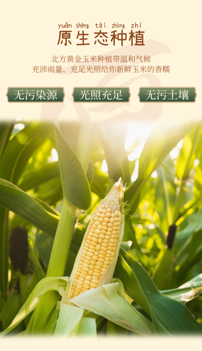 鲜糯玉米浆苞