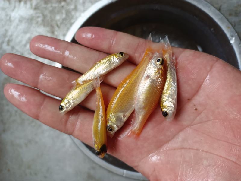 俄罗斯金草鱼苗.金丝草鱼苗,淡水养殖活体鱼苗批发