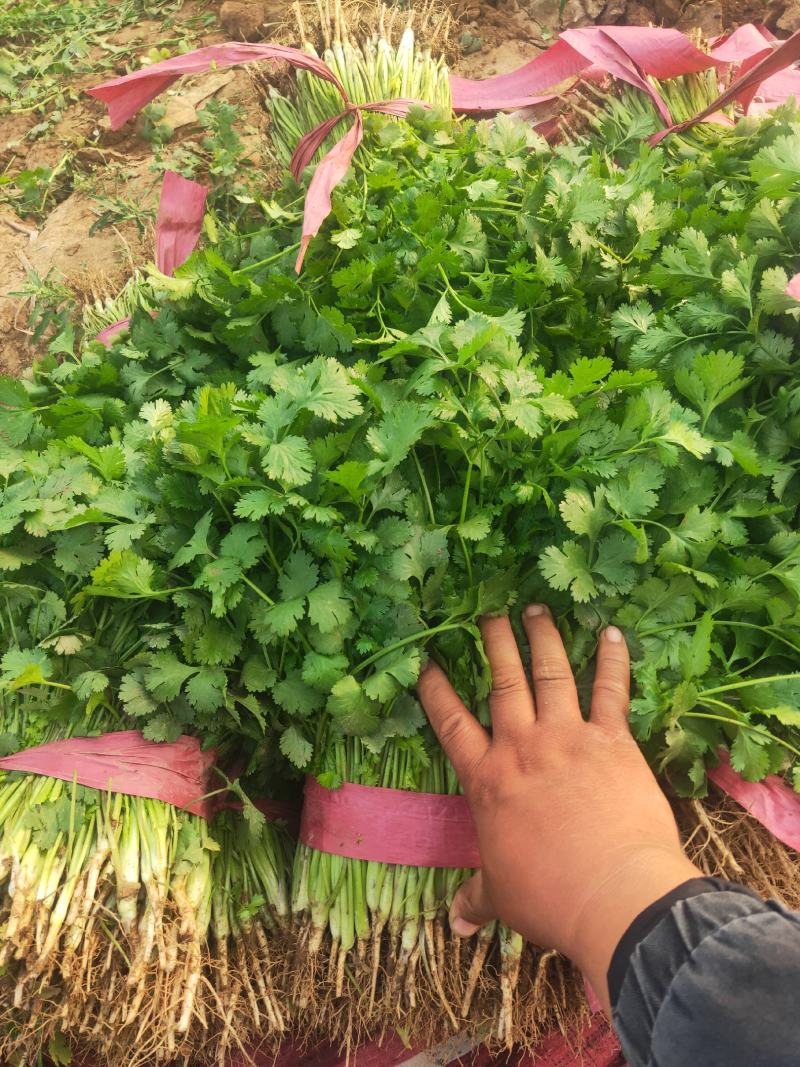 邯郸永年一手货源香菜大量有货价格优惠