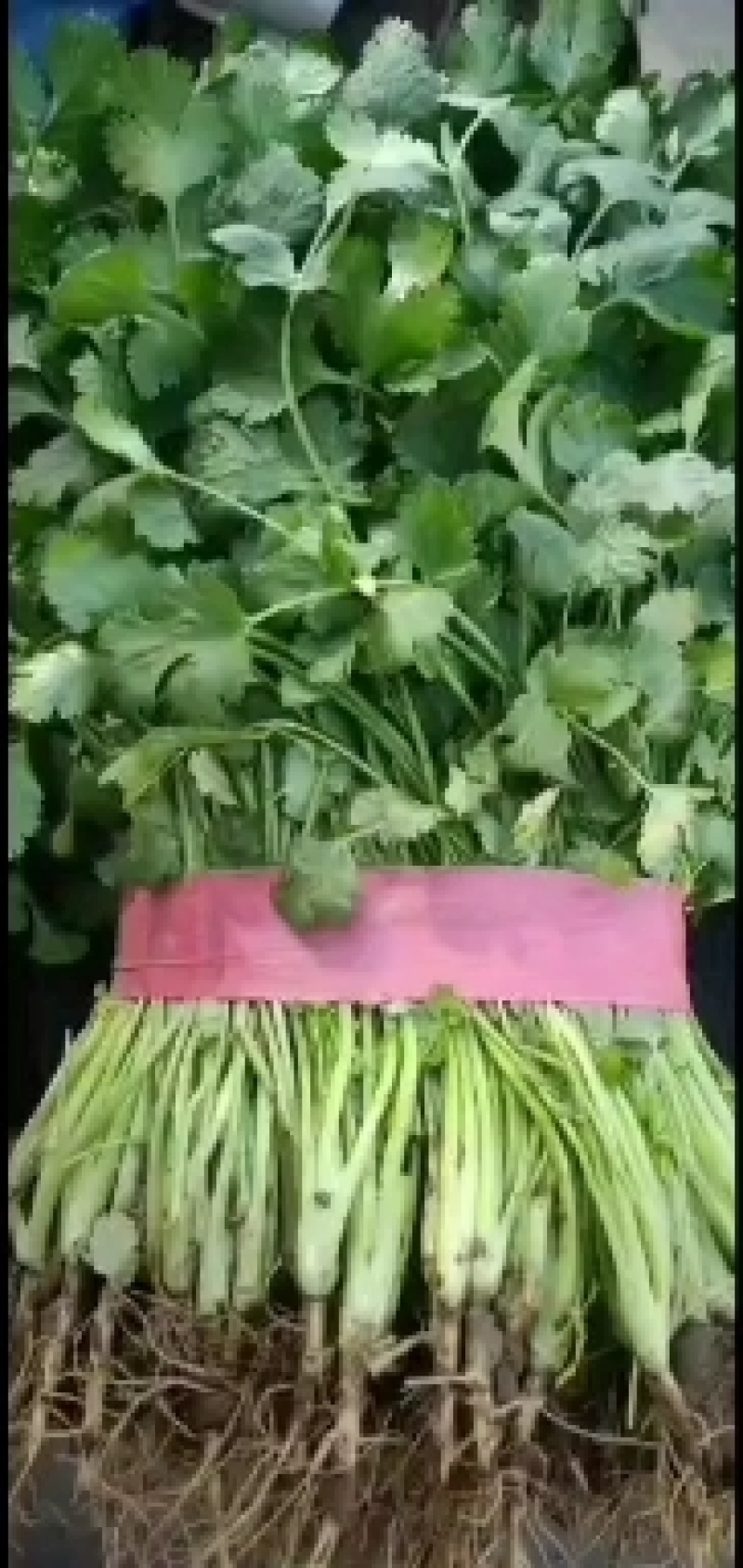 邯郸永年一手货源香菜大量有货价格优惠