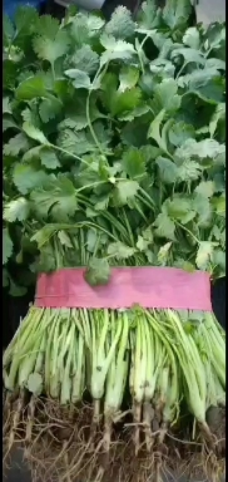 邯郸永年一手货源香菜大量有货价格优惠