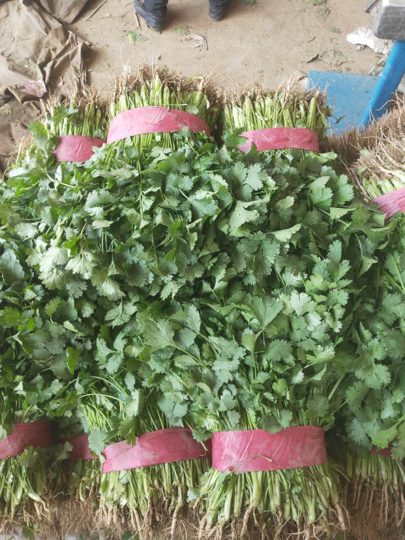 邯郸永年一手货源香菜大量有货价格优惠