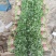 邯郸永年一手货源香菜大量有货价格优惠