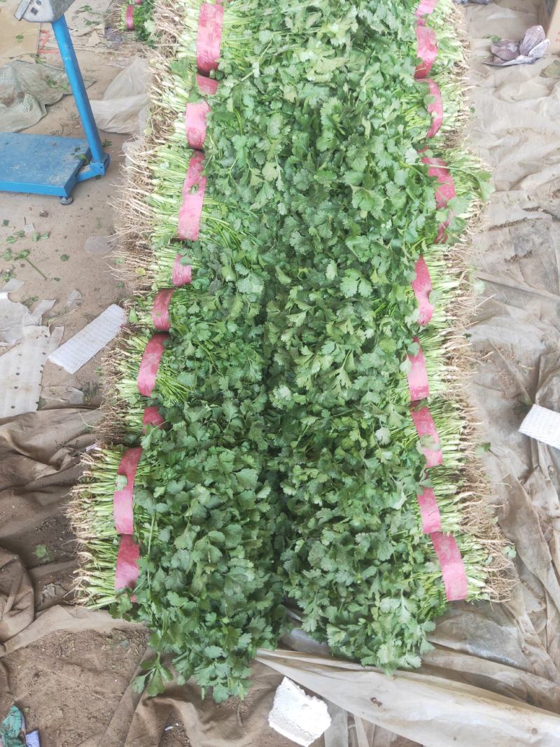 邯郸永年一手货源香菜大量有货价格优惠